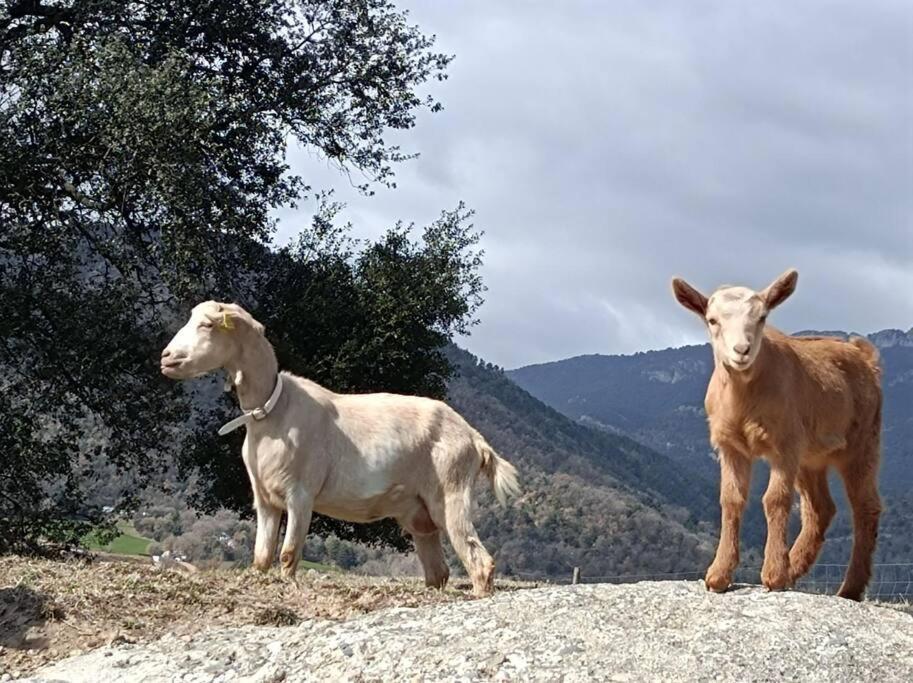 Aviá El Niuet De Cal Cacuet, La Teva Escapada Rural. 아파트 외부 사진